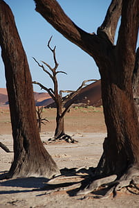 brown bare trees thumbnail
