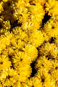 yellow daisy flowers thumbnail