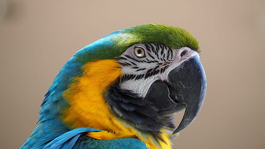 green, blue, and yellow bird thumbnail
