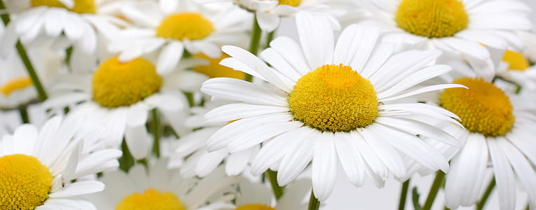 shallow focus photography of daisy flowers thumbnail