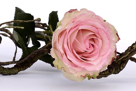 close up photo of pink rose thumbnail