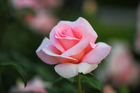 closeup photo of pink rose flower thumbnail