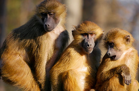 photo of three brown monkeys near each other thumbnail