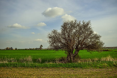 bare tree at the middle of grass covered field during day thumbnail