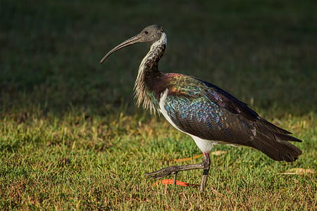black and green bird thumbnail