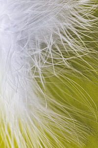 white feather thumbnail
