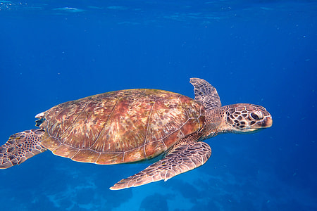 brown sea turtle thumbnail