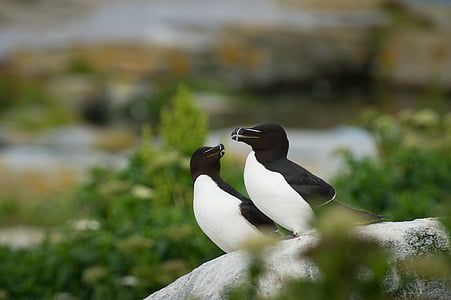 close-up photo of two white and black birds on stone thumbnail
