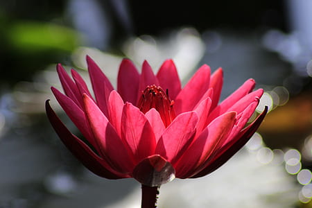 selective focus photo of red waterlily flower thumbnail