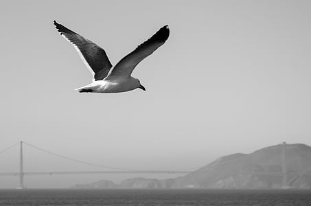 close-up photography of flying gull thumbnail