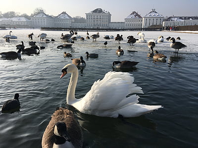 white swan on body of water thumbnail