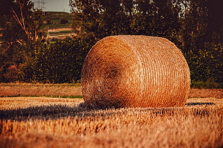 beige hay on field thumbnail
