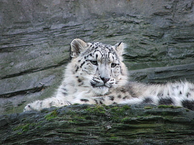 brown and black tiger lying on gray rock thumbnail