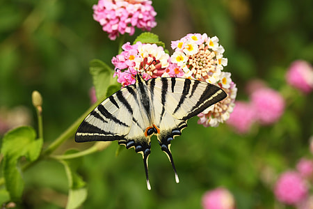 tiger swallowtail butterfly perching on pink flower in selective-focus photography thumbnail
