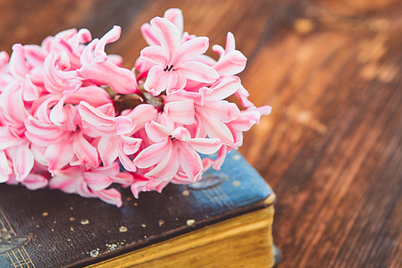 close-up photo of pink flowers in bloom thumbnail