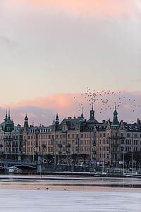 flock of flying birds and brown building at daytime thumbnail