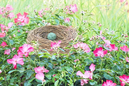 green bird egg on nest during daytime thumbnail