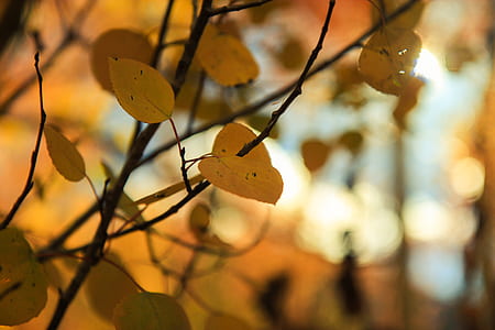 shallow focus photography of green leaves thumbnail