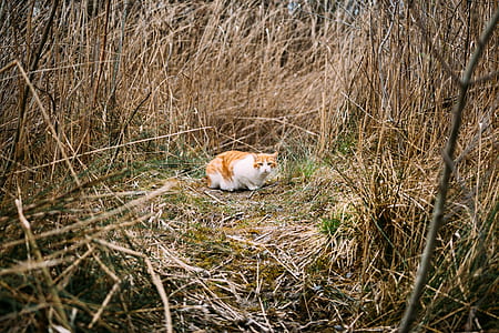orange and white cat on grass field thumbnail