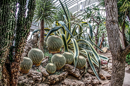 cactus plants growing beside snake plant thumbnail
