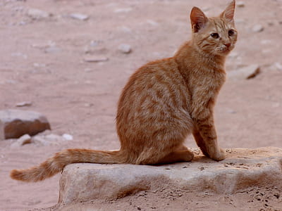 orange bengal cat thumbnail