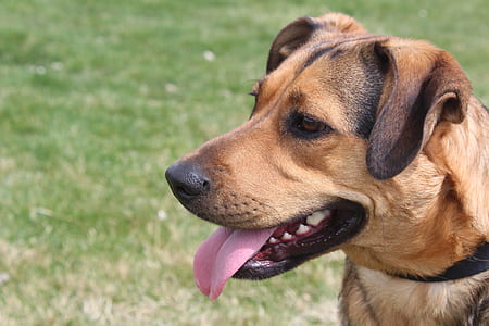 close-up photo of dog thumbnail