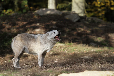 selective focus photography of white and gray animal standing on green grass thumbnail