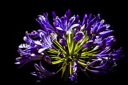 shallow focus photography of purple flowers thumbnail