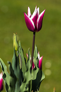 photography of pink and white flowers during day time thumbnail