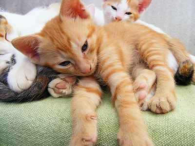 litters of kitten in green mat thumbnail