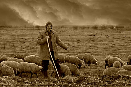 man holding stick surrounded by sheep thumbnail
