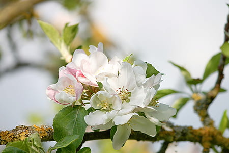 selective focus photo of white and pink flowers in tree branch thumbnail
