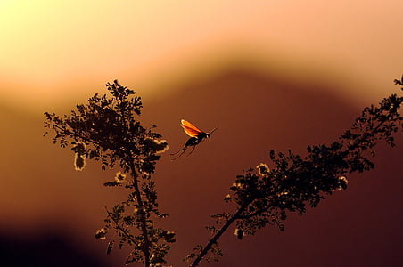 macro shot photography of silhouette plants thumbnail