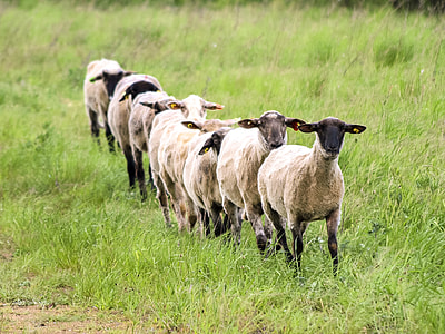 sheep walking in line on grass thumbnail