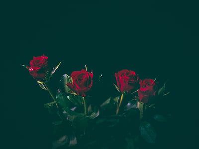 close-up photo of red rose flowers thumbnail