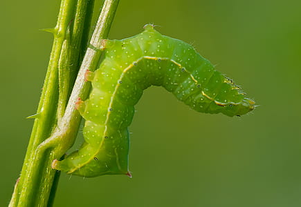 green caterpillar perching on leaf stem thumbnail