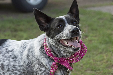 short-coated white and black dog wearing scarf thumbnail