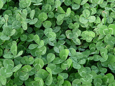 green leafed plant thumbnail
