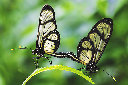 Closeup shot of two butterflies insects thumbnail