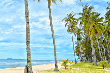 seashore and coconut palm trees under blue sky thumbnail