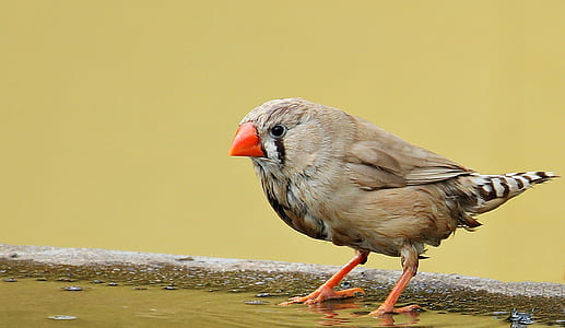 close-up photography of zebra finch thumbnail