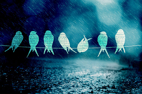 time lapse photograph of bird silhouette thumbnail