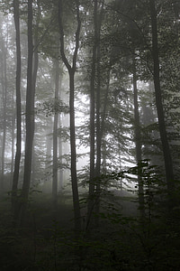 forest trees with fog in background thumbnail