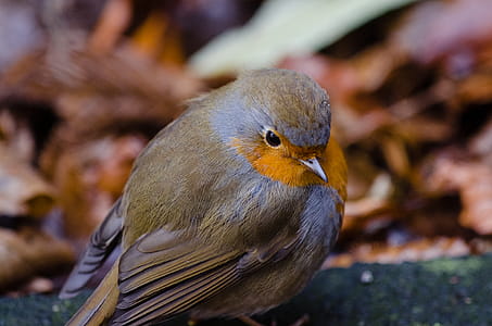 Shallow Focus Lens Shot of Gray Bird thumbnail