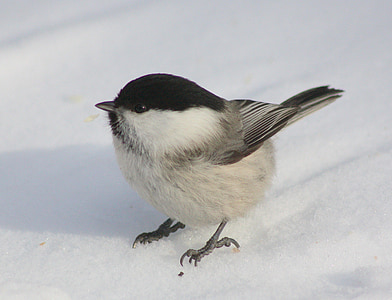 white and black bird thumbnail