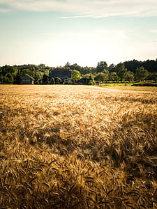 brown wheat field thumbnail
