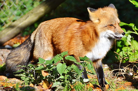 brown fox on ground with grasses thumbnail