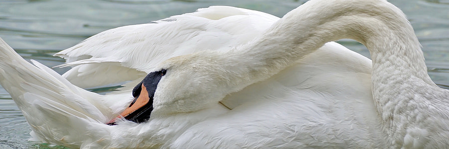 white swan on body of water thumbnail