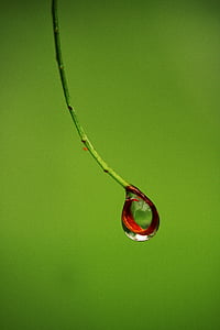 shallow focus photography of green stem thumbnail