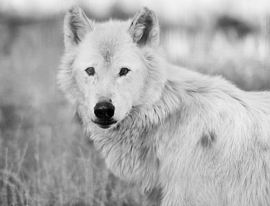 grayscale photo of wolf near grass thumbnail